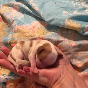 Meet your Posher, Mare